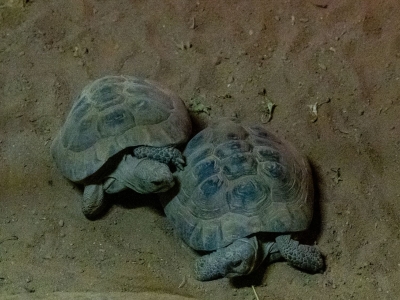 Moorse landschildpad - De Zonnegloed - Dierenpark - Dieren opvangcentrum - Sanctuary
